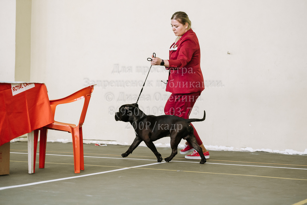 26.03.2022 Выставка собак г. Братск Континенталь. Фотограф Диана Оленина Красноярск / Братск