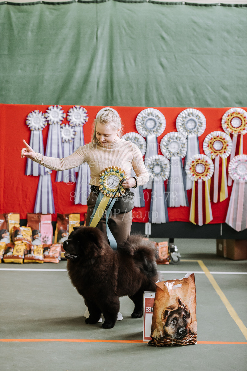 26.03.2022 Выставка собак г. Братск Континенталь. Фотограф Диана Оленина Красноярск / Братск