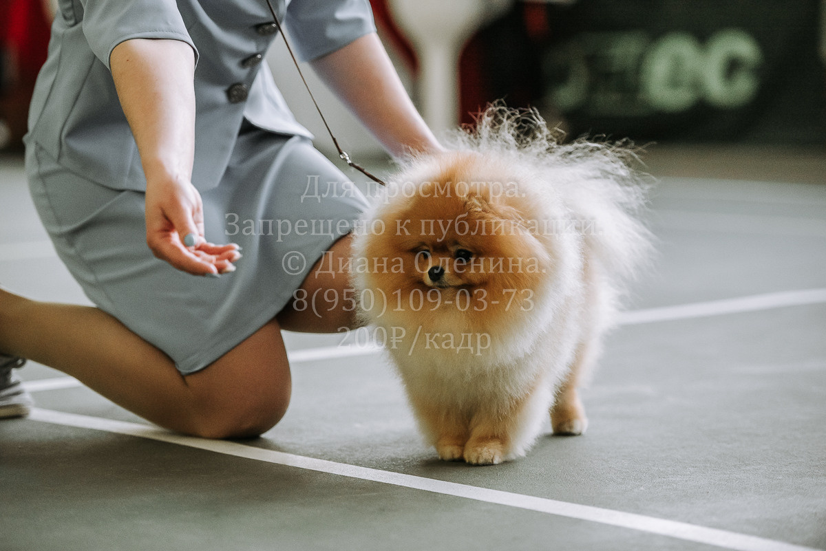 26.03.2022 Выставка собак г. Братск Континенталь. Фотограф Диана Оленина Красноярск / Братск