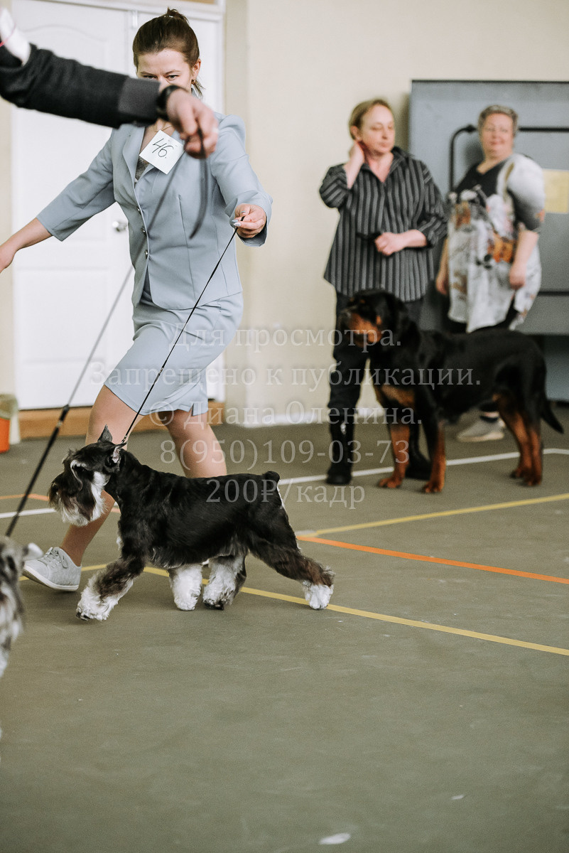26.03.2022 Выставка собак г. Братск Континенталь. Фотограф Диана Оленина Красноярск / Братск