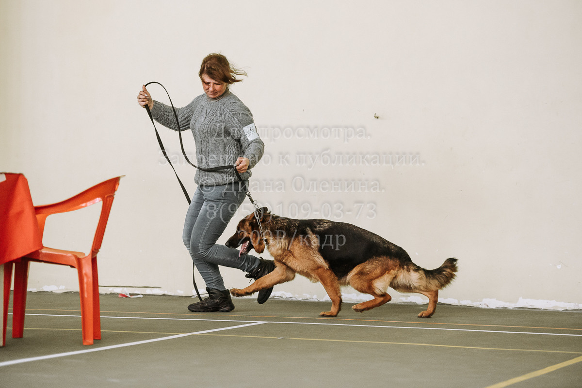 26.03.2022 Выставка собак г. Братск Континенталь. Фотограф Диана Оленина Красноярск / Братск