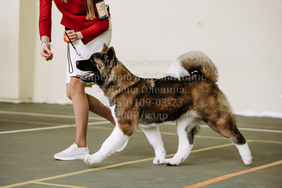 26.03.2022 Выставка собак г. Братск Континенталь. Фотограф Диана Оленина Красноярск / Братск