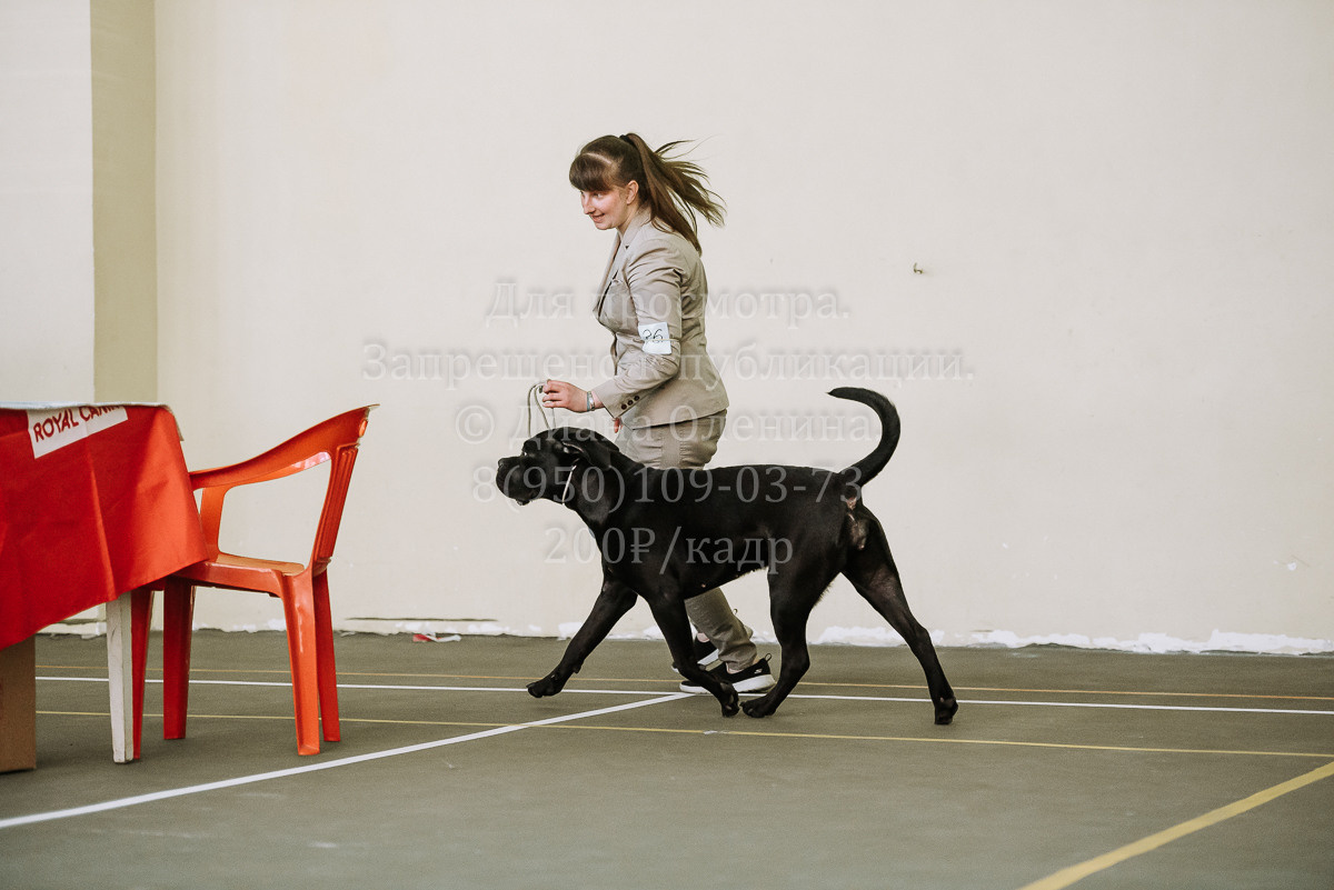 26.03.2022 Выставка собак г. Братск Континенталь. Фотограф Диана Оленина Красноярск / Братск