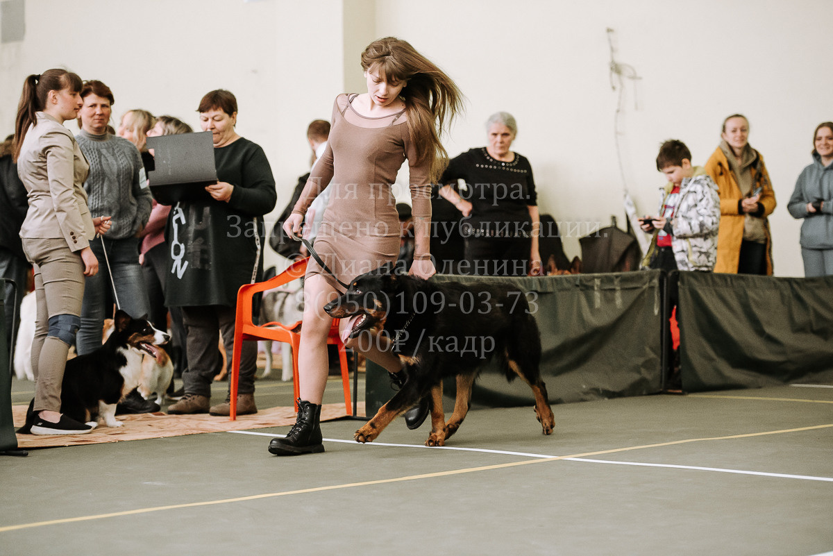 26.03.2022 Выставка собак г. Братск Континенталь. Фотограф Диана Оленина Красноярск / Братск