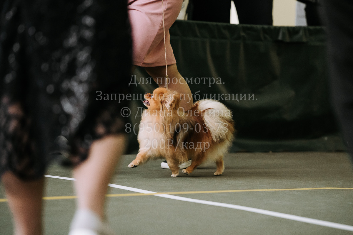 26.03.2022 Выставка собак г. Братск Континенталь. Фотограф Диана Оленина Красноярск / Братск