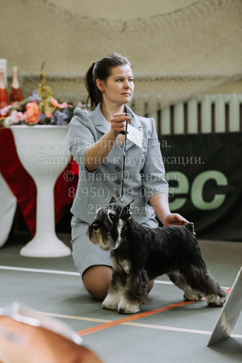 26.03.2022 Выставка собак г. Братск Континенталь. Фотограф Диана Оленина Красноярск / Братск