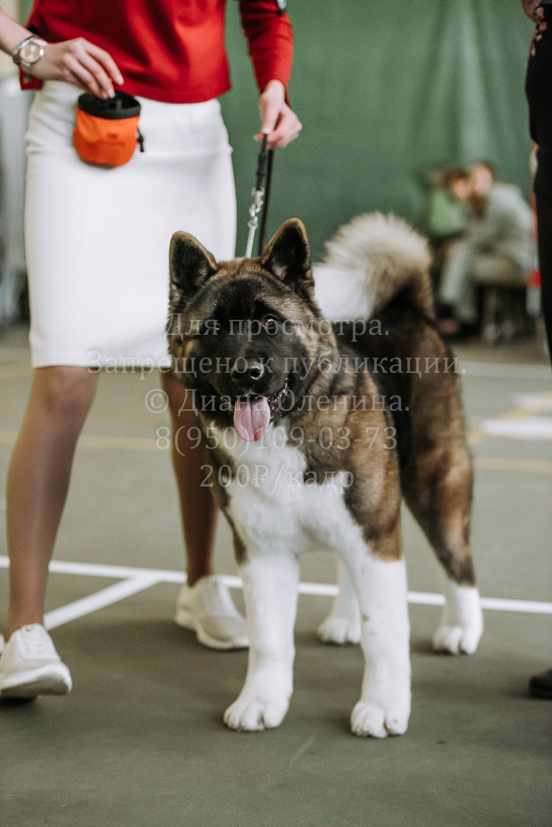 26.03.2022 Выставка собак г. Братск Континенталь. Фотограф Диана Оленина Красноярск / Братск