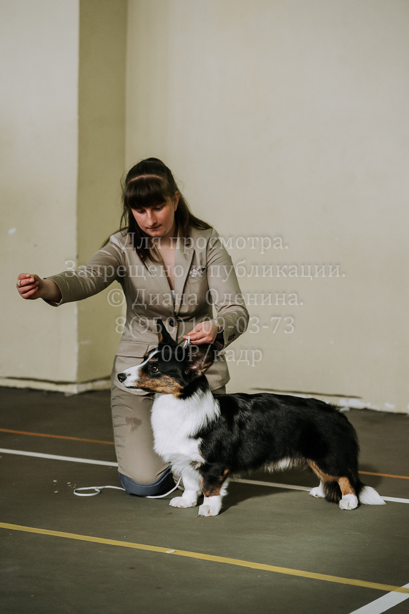 26.03.2022 Выставка собак г. Братск Континенталь. Фотограф Диана Оленина Красноярск / Братск