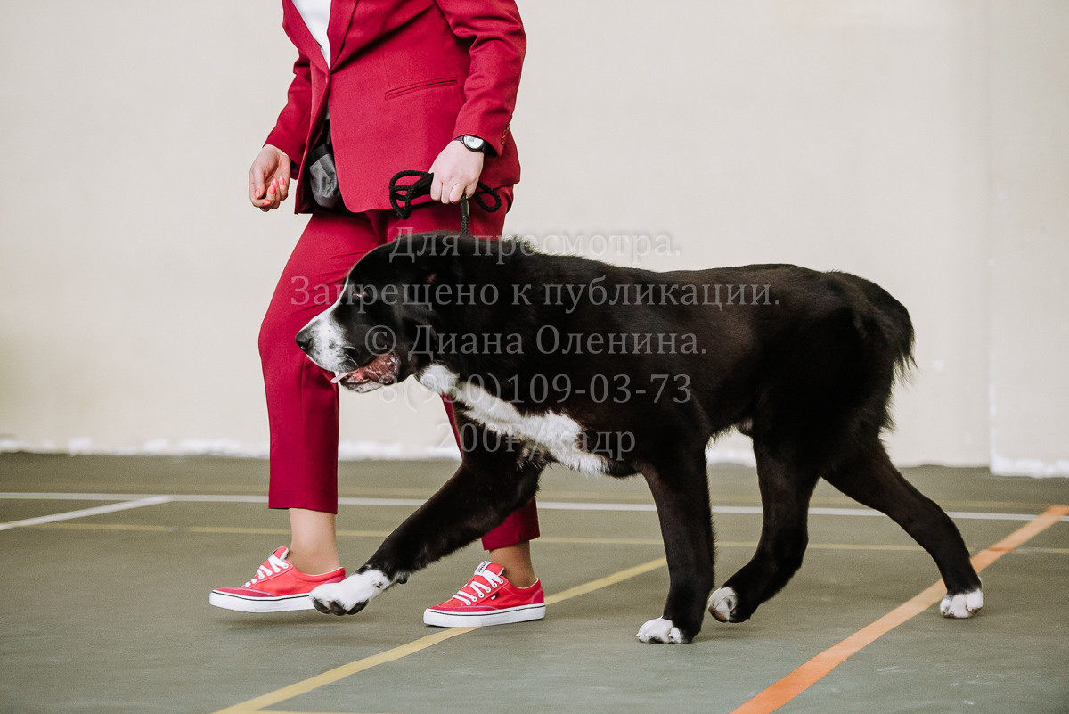 26.03.2022 Выставка собак г. Братск Континенталь. Фотограф Диана Оленина Красноярск / Братск