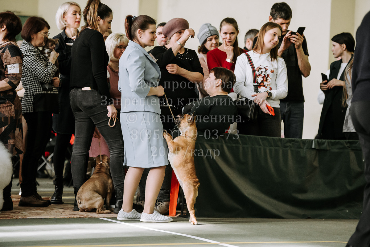 26.03.2022 Выставка собак г. Братск Континенталь. Фотограф Диана Оленина Красноярск / Братск