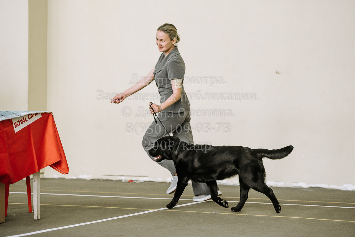 26.03.2022 Выставка собак г. Братск Континенталь. Фотограф Диана Оленина Красноярск / Братск