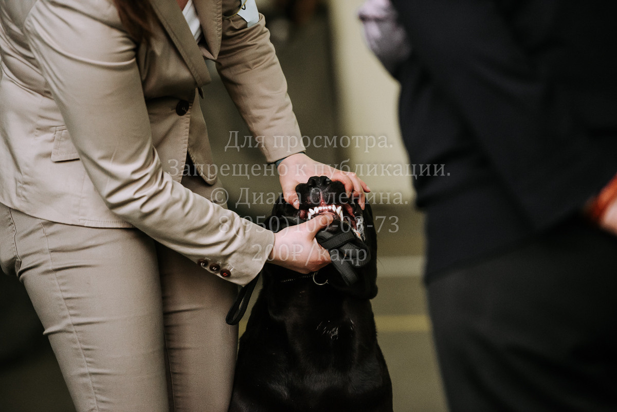 26.03.2022 Выставка собак г. Братск Континенталь. Фотограф Диана Оленина Красноярск / Братск
