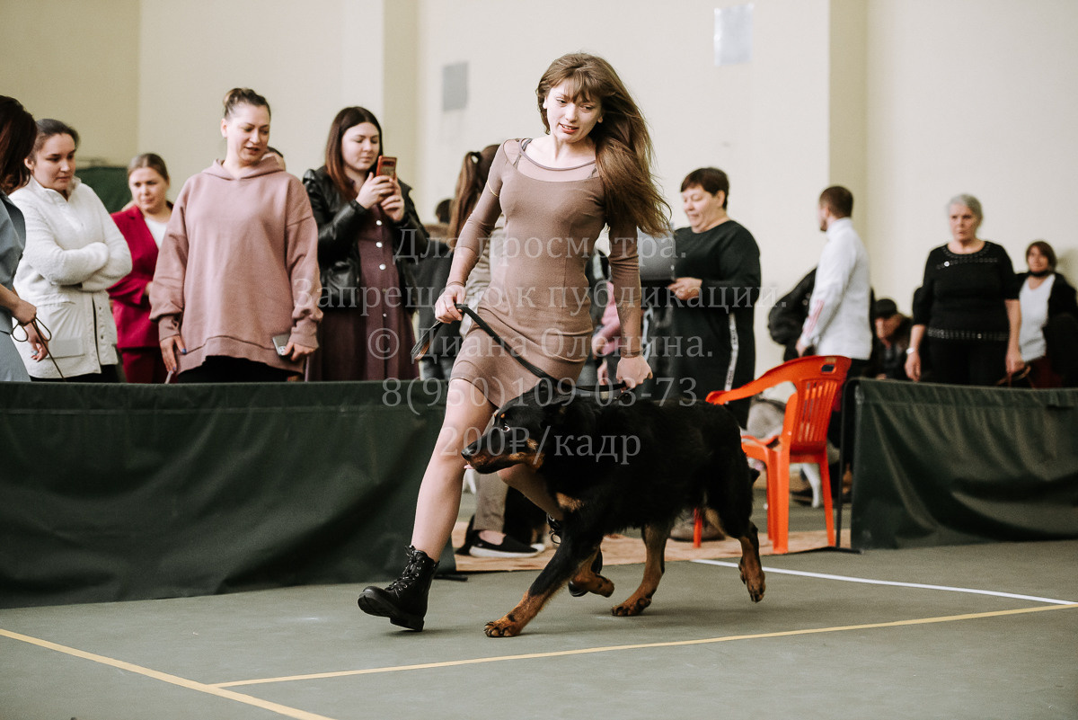 26.03.2022 Выставка собак г. Братск Континенталь. Фотограф Диана Оленина Красноярск / Братск