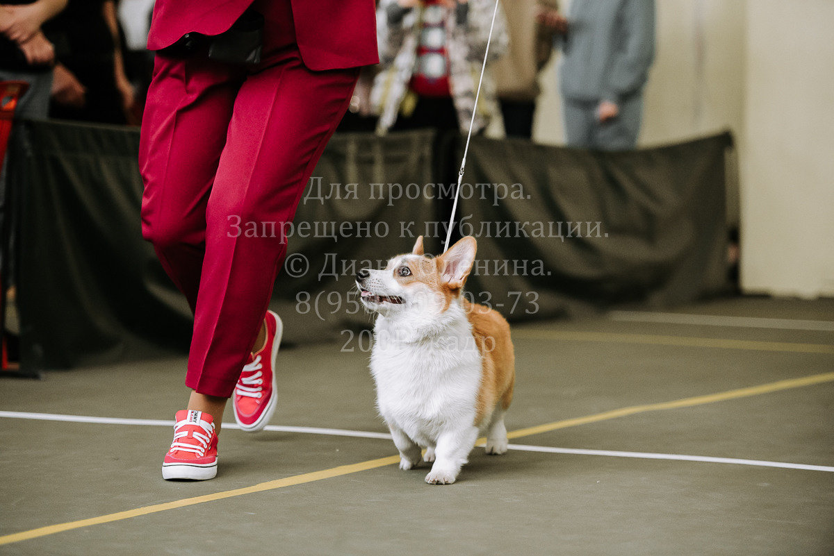 26.03.2022 Выставка собак г. Братск Континенталь. Фотограф Диана Оленина Красноярск / Братск