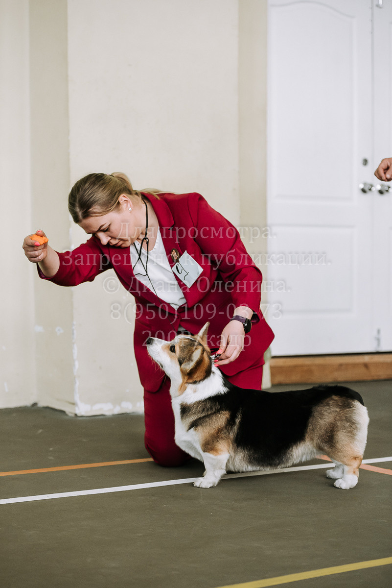 26.03.2022 Выставка собак г. Братск Континенталь. Фотограф Диана Оленина Красноярск / Братск