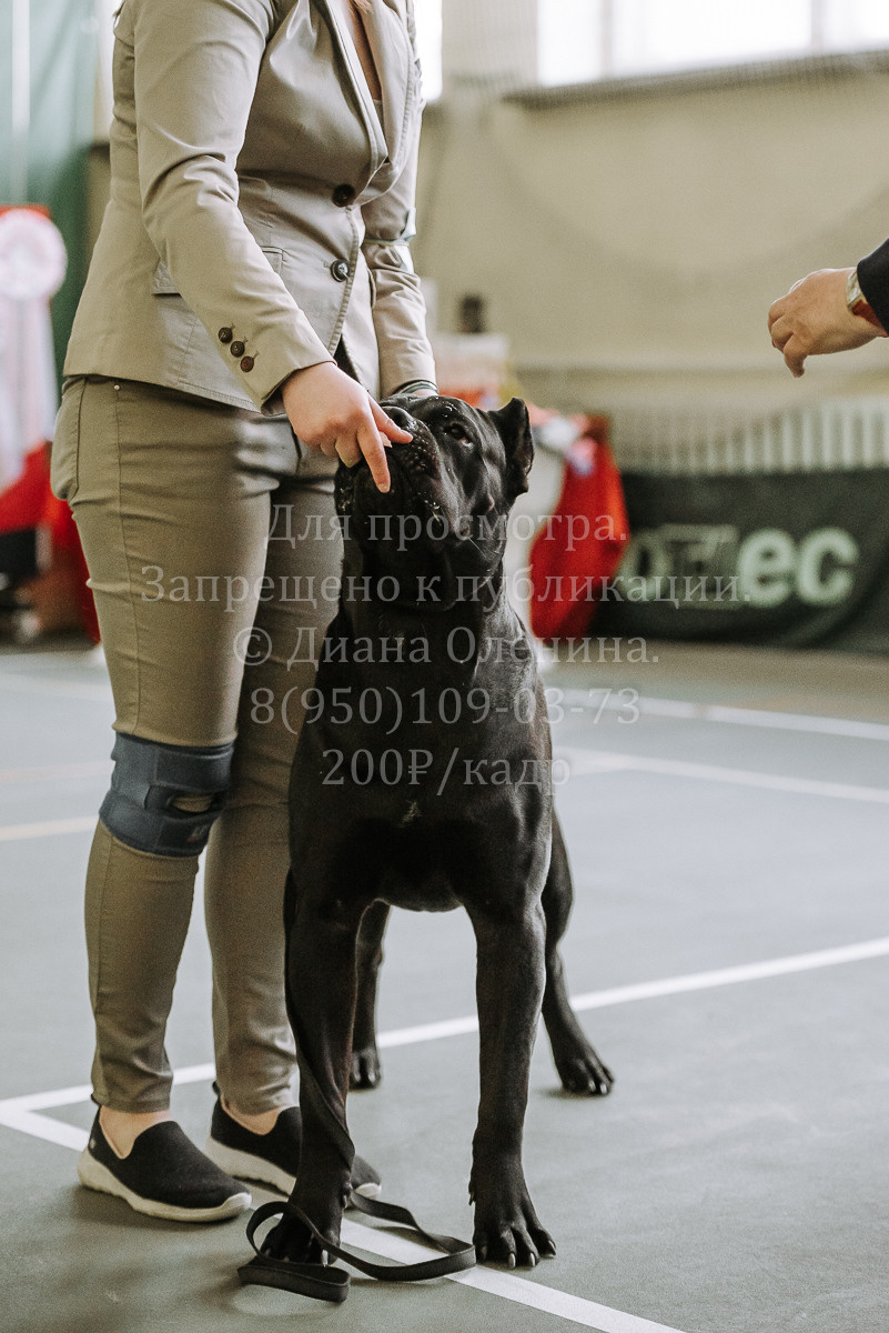26.03.2022 Выставка собак г. Братск Континенталь. Фотограф Диана Оленина Красноярск / Братск