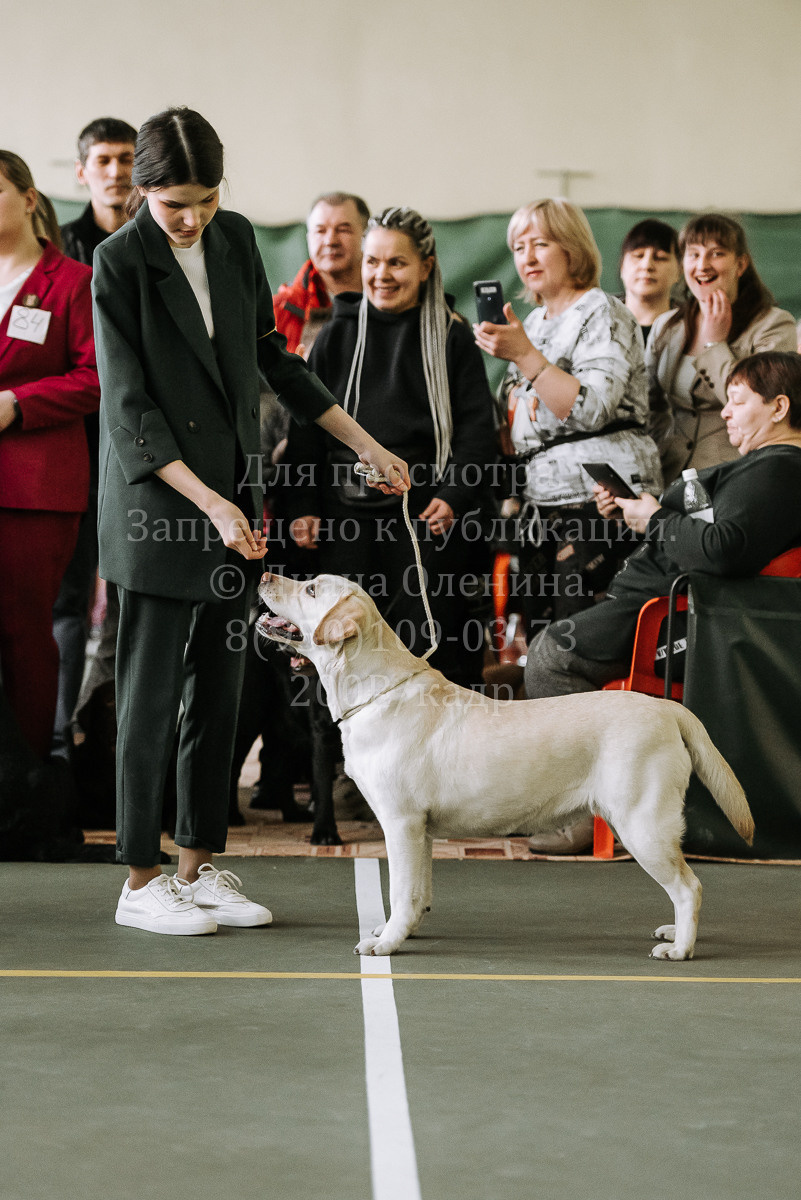 26.03.2022 Выставка собак г. Братск Континенталь. Фотограф Диана Оленина Красноярск / Братск