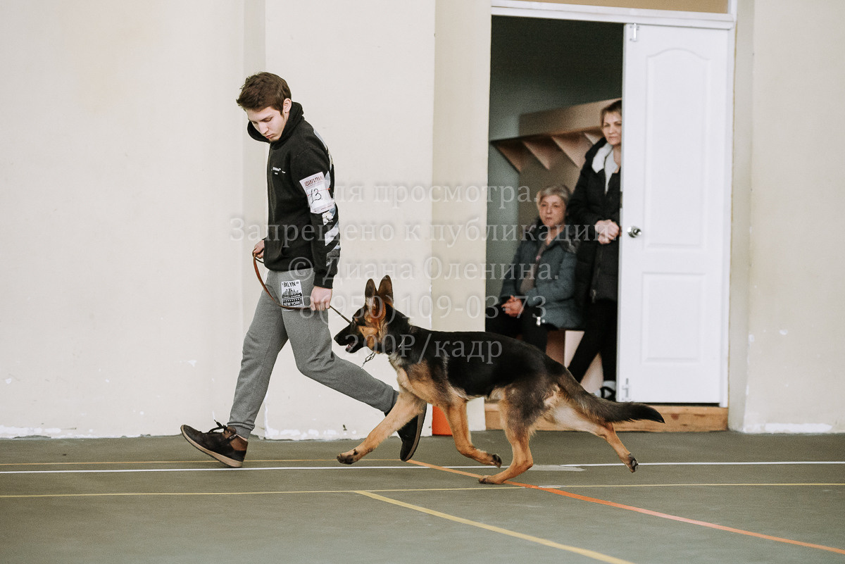 26.03.2022 Выставка собак г. Братск Континенталь. Фотограф Диана Оленина Красноярск / Братск