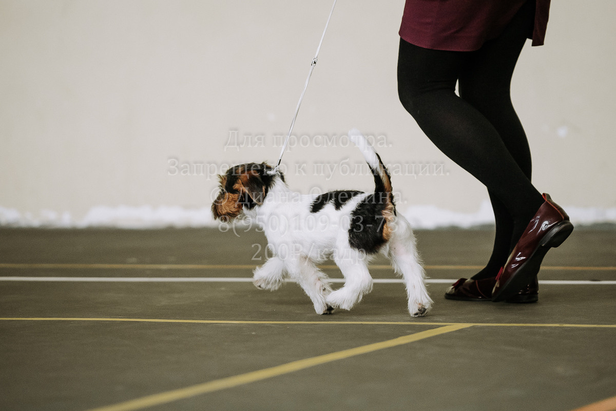 26.03.2022 Выставка собак г. Братск Континенталь. Фотограф Диана Оленина Красноярск / Братск