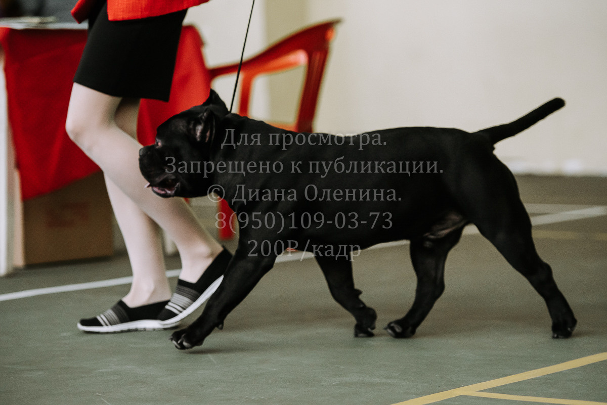26.03.2022 Выставка собак г. Братск Континенталь. Фотограф Диана Оленина Красноярск / Братск