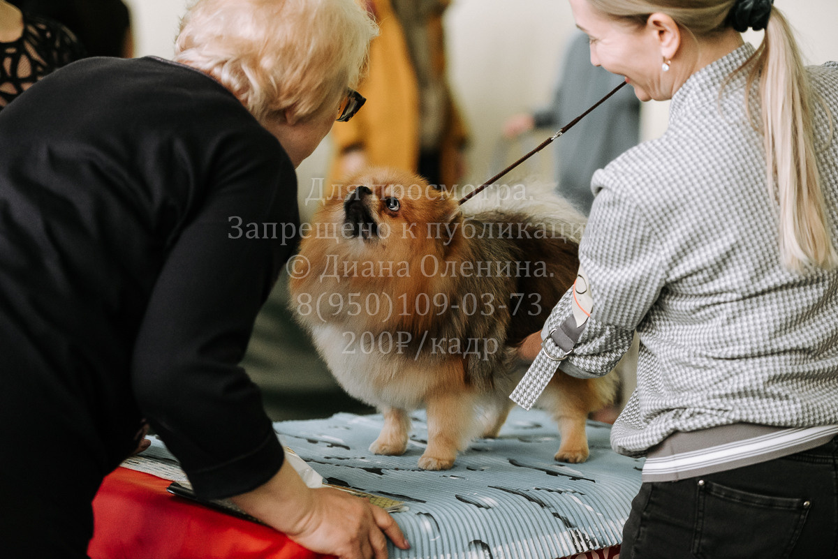 26.03.2022 Выставка собак г. Братск Континенталь. Фотограф Диана Оленина Красноярск / Братск