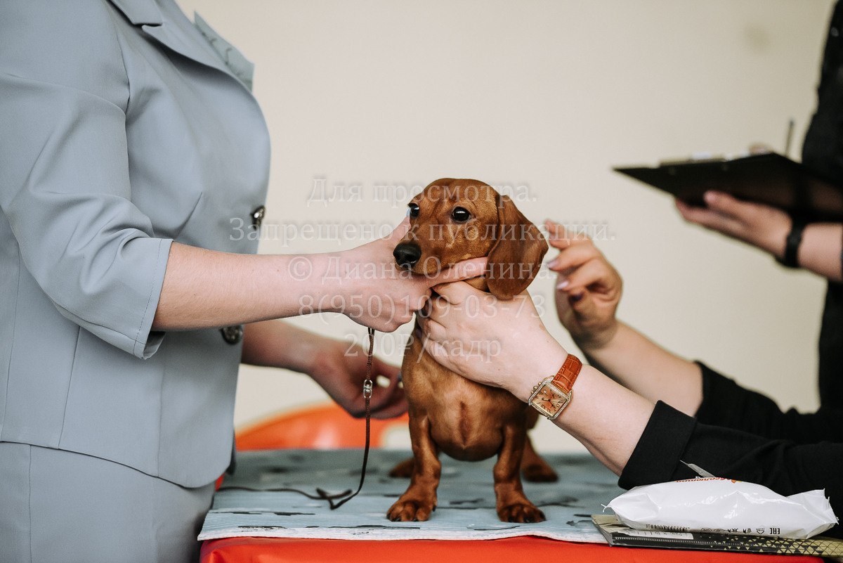 26.03.2022 Выставка собак г. Братск Континенталь. Фотограф Диана Оленина Красноярск / Братск