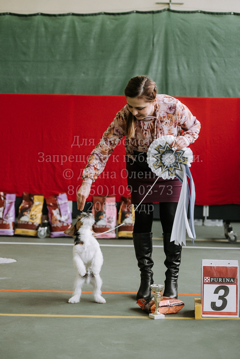 26.03.2022 Выставка собак г. Братск Континенталь. Фотограф Диана Оленина Красноярск / Братск