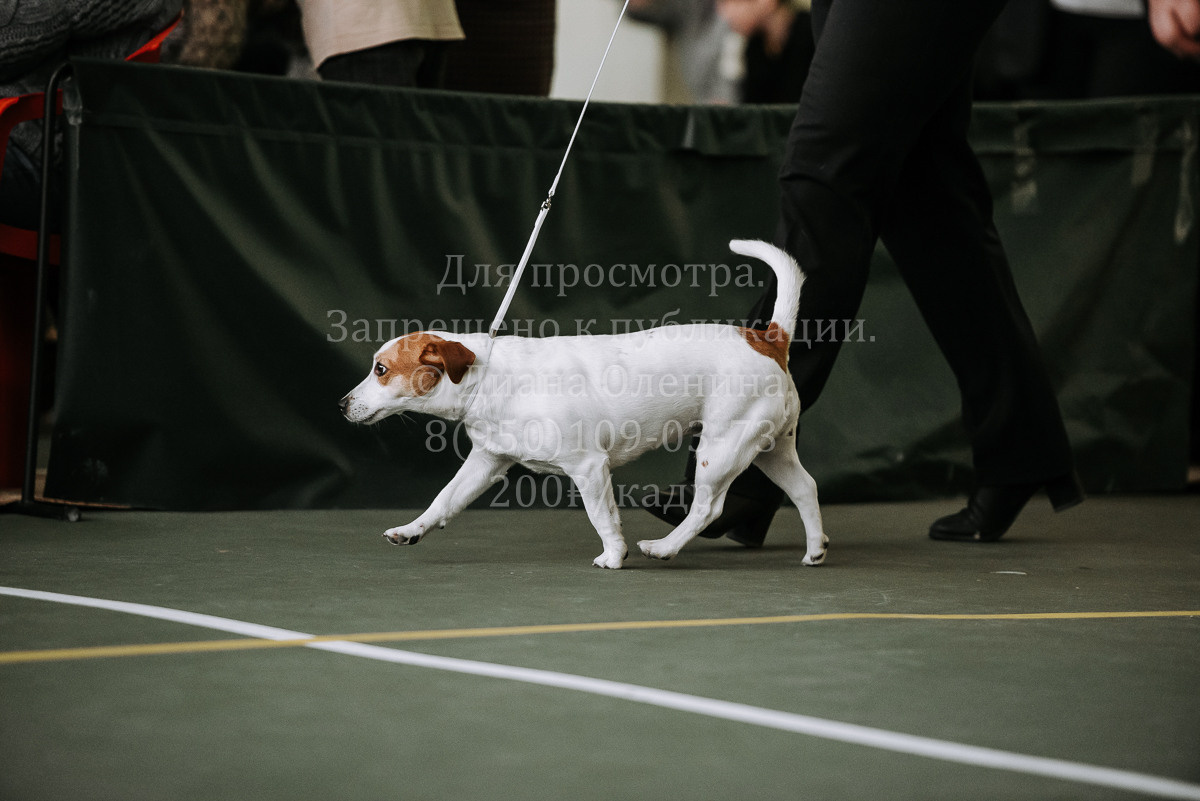 26.03.2022 Выставка собак г. Братск Континенталь. Фотограф Диана Оленина Красноярск / Братск