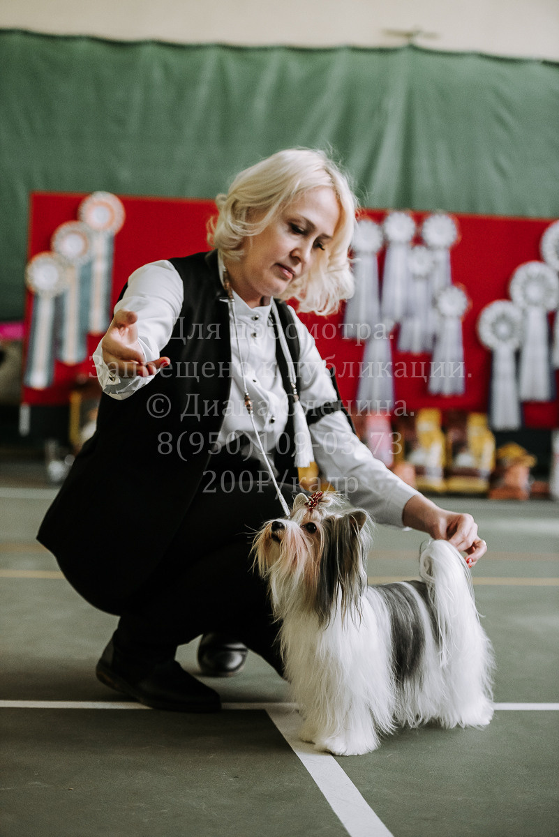 26.03.2022 Выставка собак г. Братск Континенталь. Фотограф Диана Оленина Красноярск / Братск
