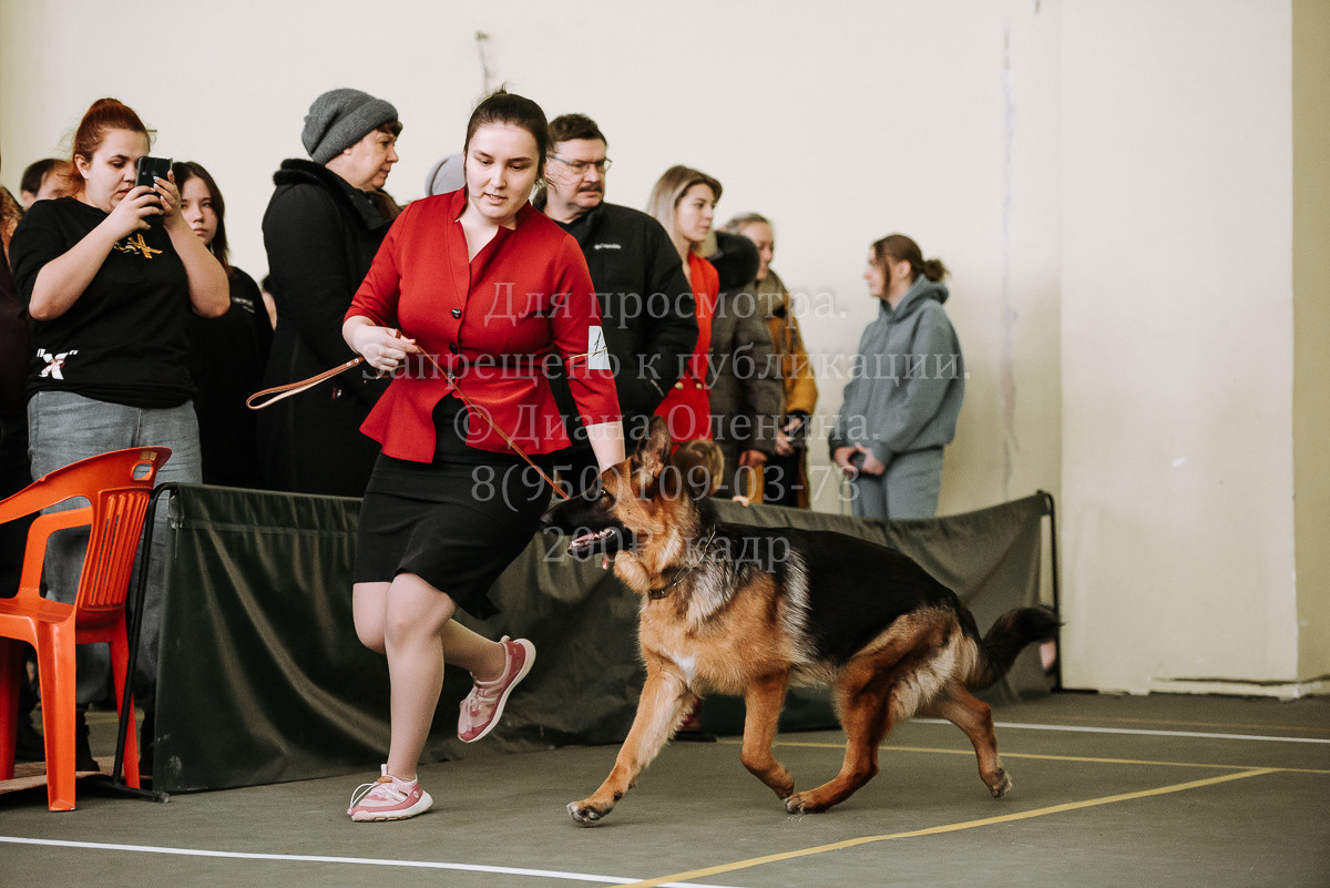 26.03.2022 Выставка собак г. Братск Континенталь. Фотограф Диана Оленина Красноярск / Братск