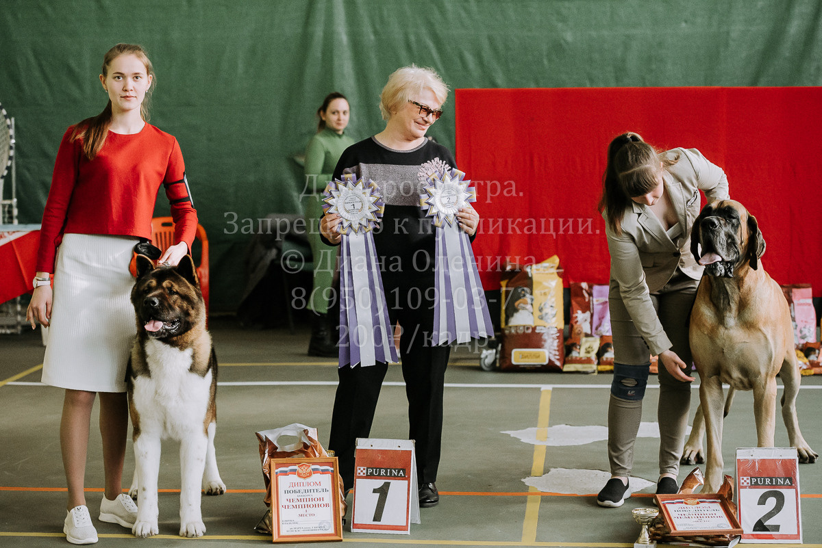 26.03.2022 Выставка собак г. Братск Континенталь. Фотограф Диана Оленина Красноярск / Братск