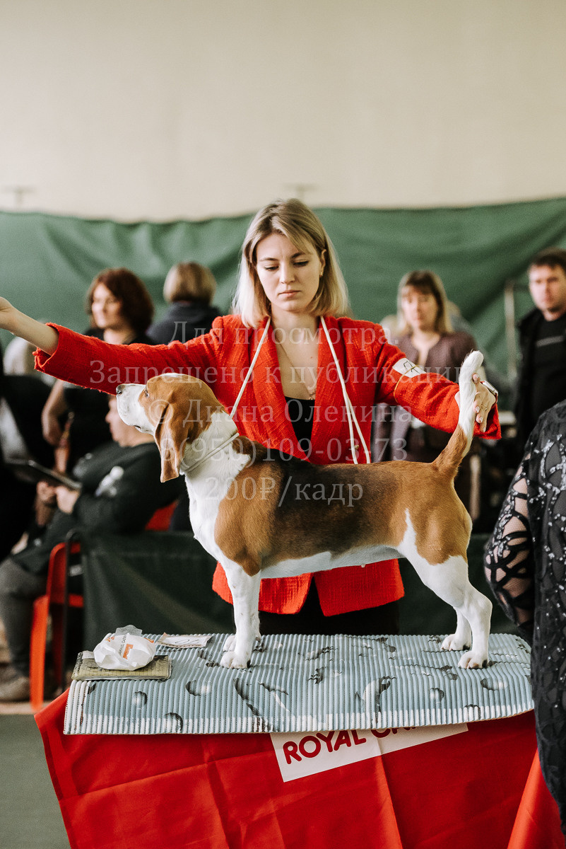 26.03.2022 Выставка собак г. Братск Континенталь. Фотограф Диана Оленина Красноярск / Братск