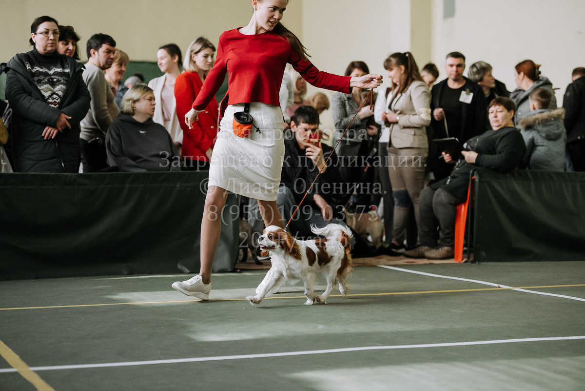 26.03.2022 Выставка собак г. Братск Континенталь. Фотограф Диана Оленина Красноярск / Братск