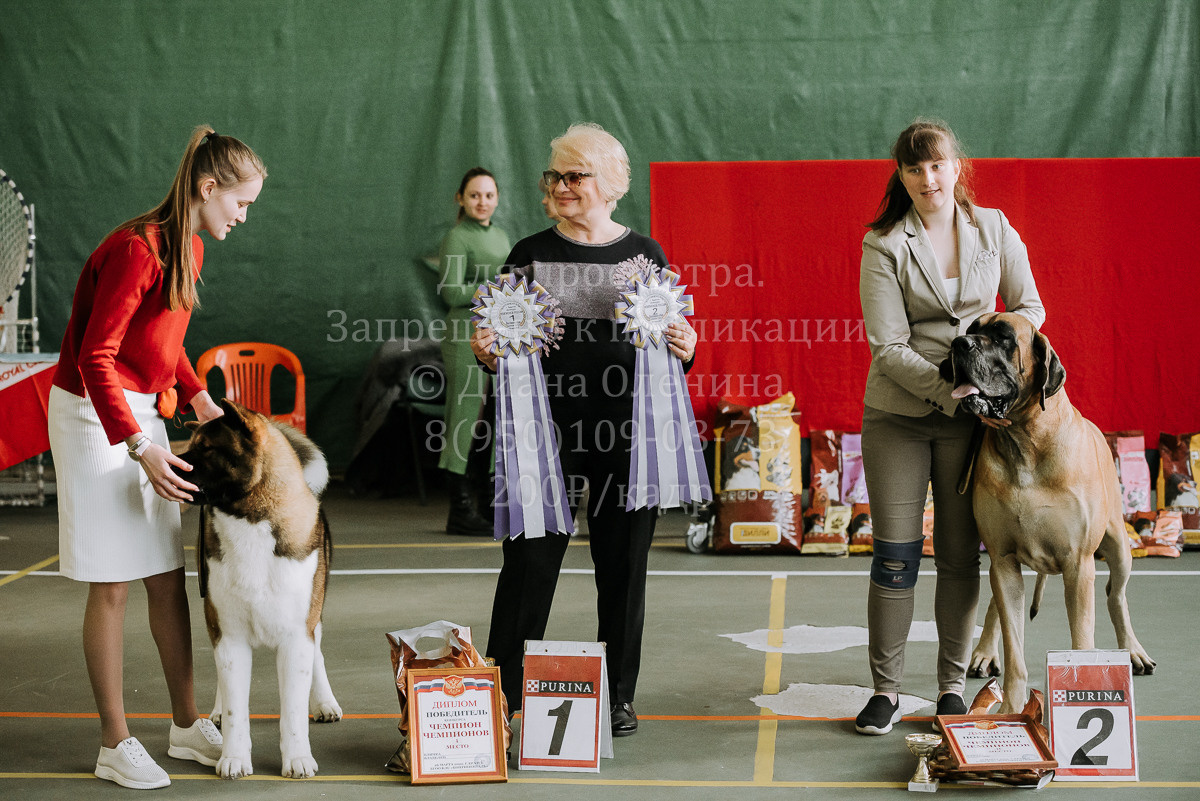 26.03.2022 Выставка собак г. Братск Континенталь. Фотограф Диана Оленина Красноярск / Братск