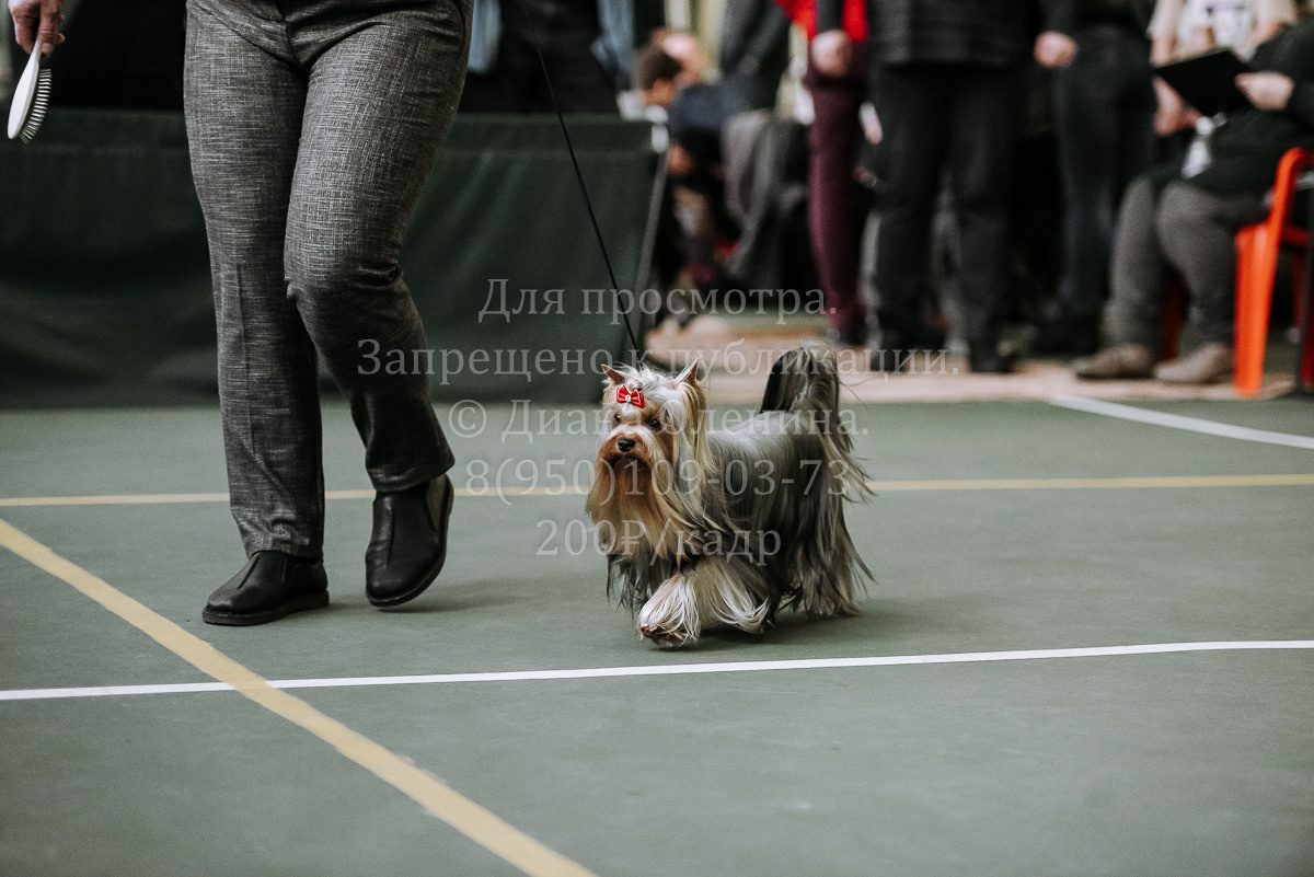 26.03.2022 Выставка собак г. Братск Континенталь. Фотограф Диана Оленина Красноярск / Братск