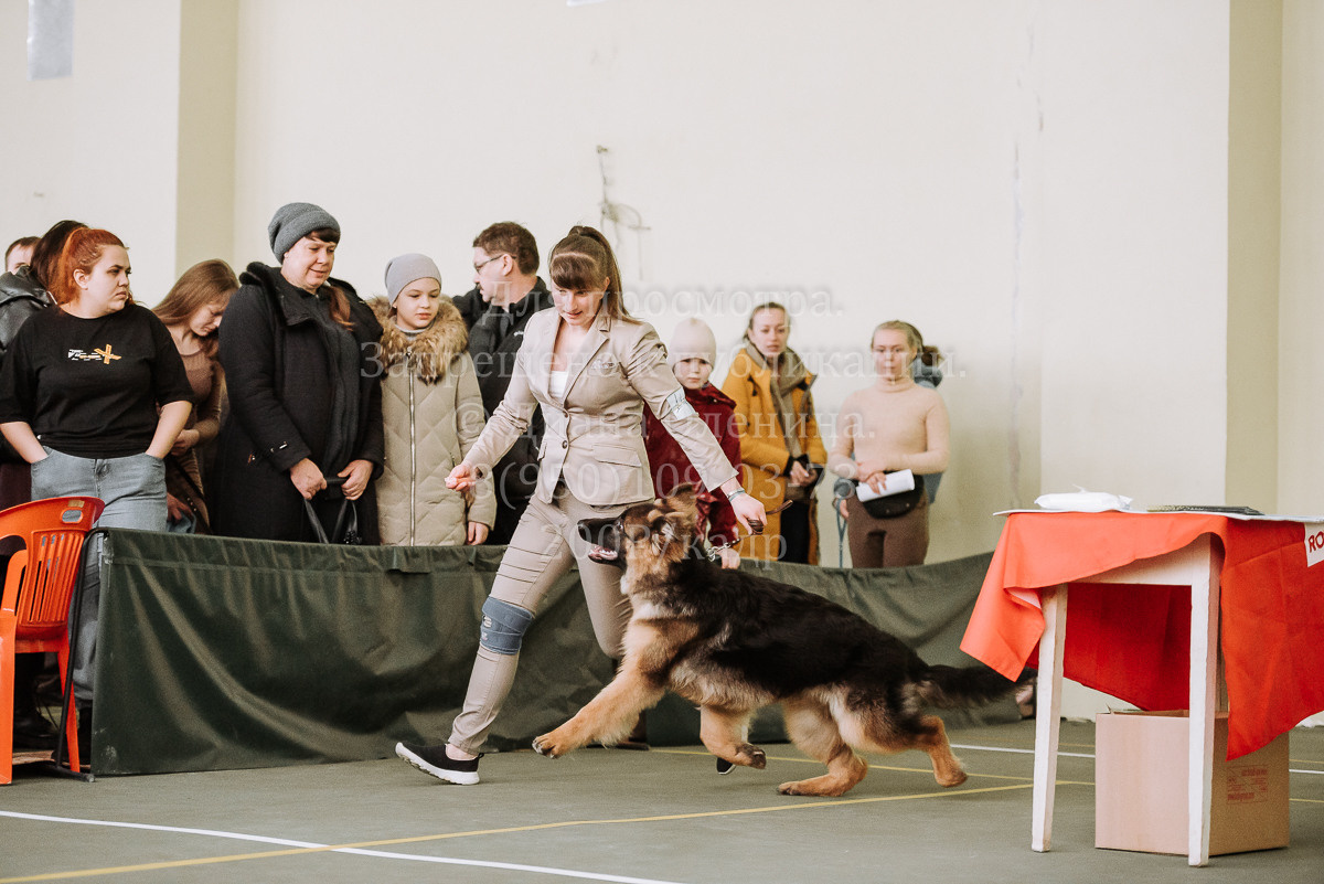 26.03.2022 Выставка собак г. Братск Континенталь. Фотограф Диана Оленина Красноярск / Братск