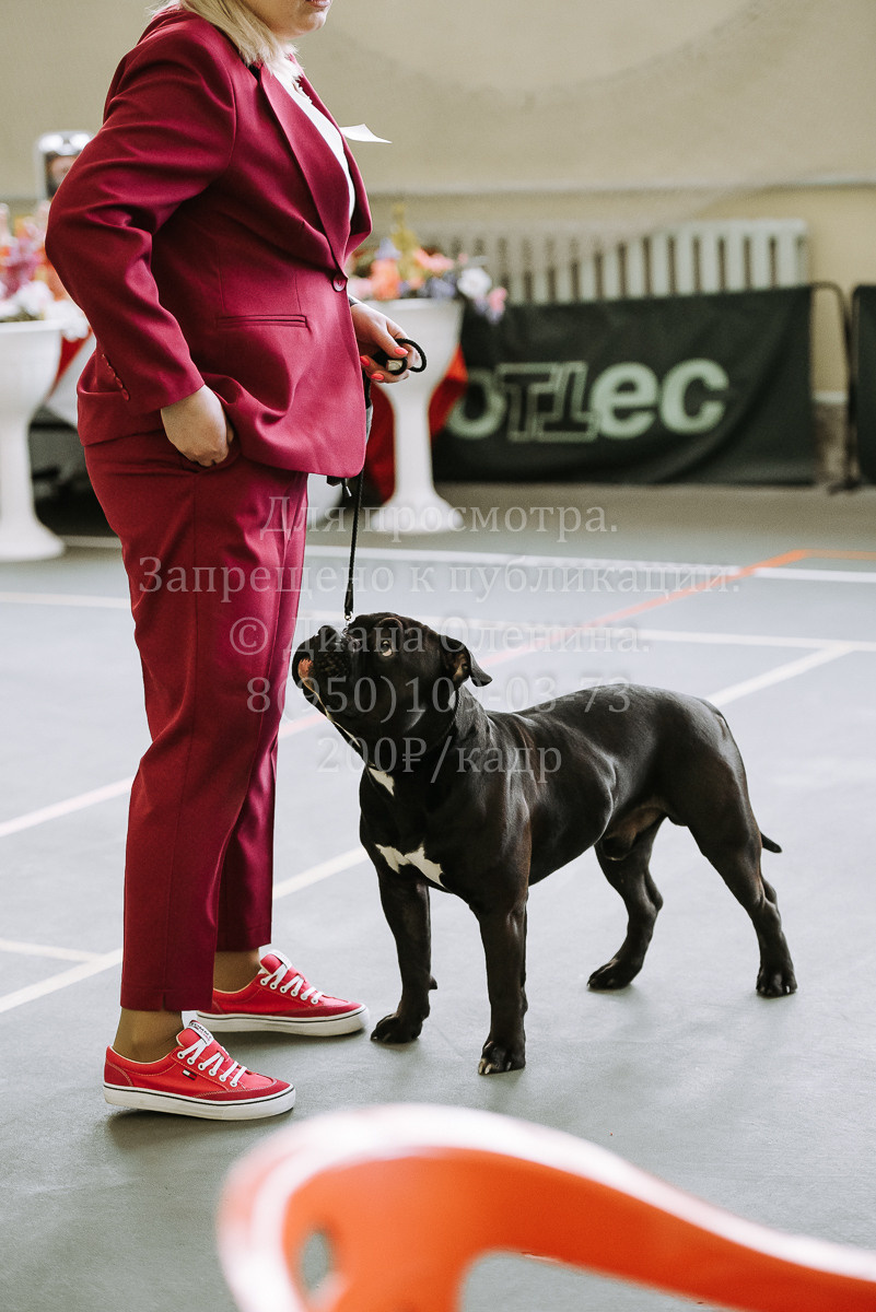 26.03.2022 Выставка собак г. Братск Континенталь. Фотограф Диана Оленина Красноярск / Братск