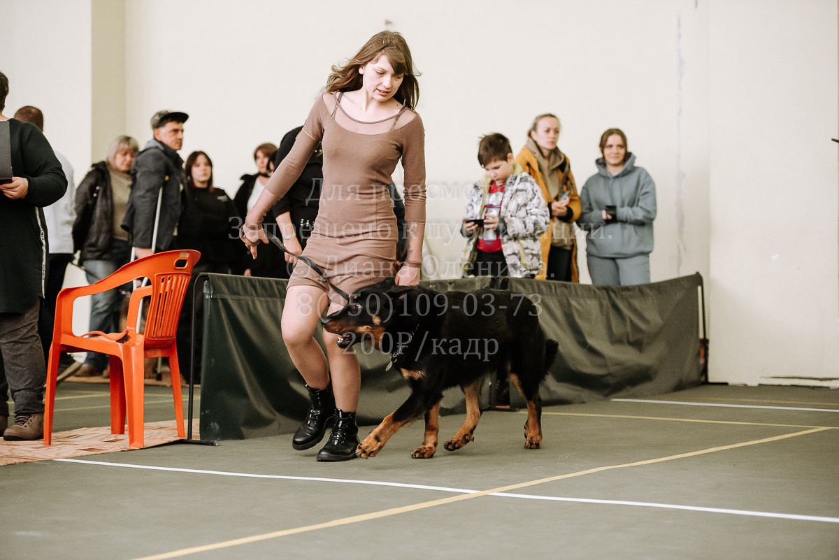 26.03.2022 Выставка собак г. Братск Континенталь. Фотограф Диана Оленина Красноярск / Братск