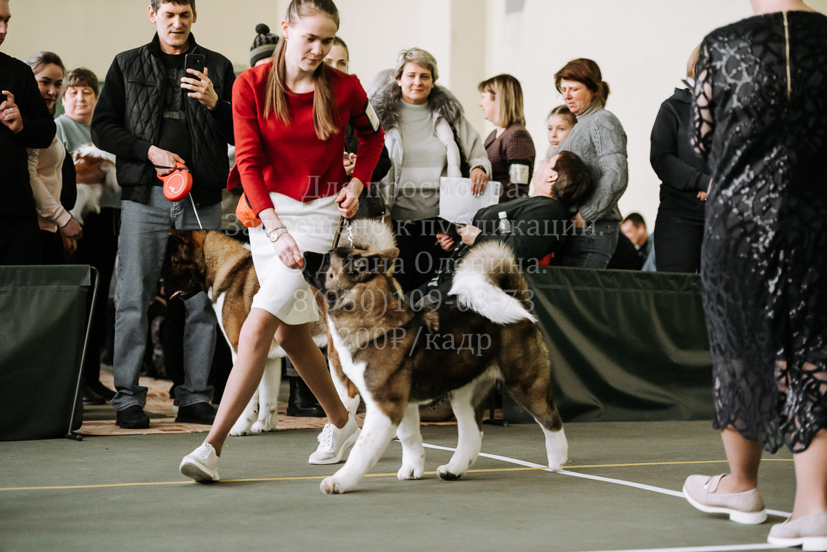 26.03.2022 Выставка собак г. Братск Континенталь. Фотограф Диана Оленина Красноярск / Братск