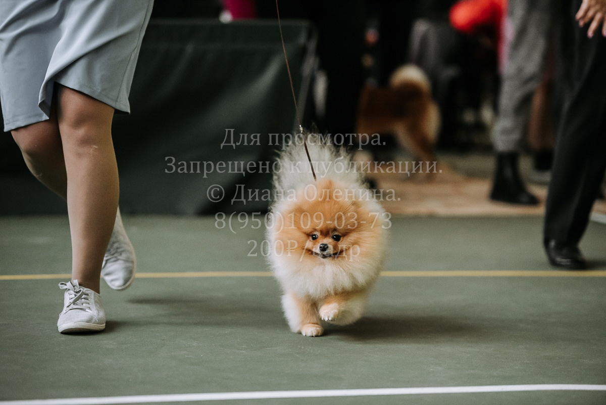 26.03.2022 Выставка собак г. Братск Континенталь. Фотограф Диана Оленина Красноярск / Братск