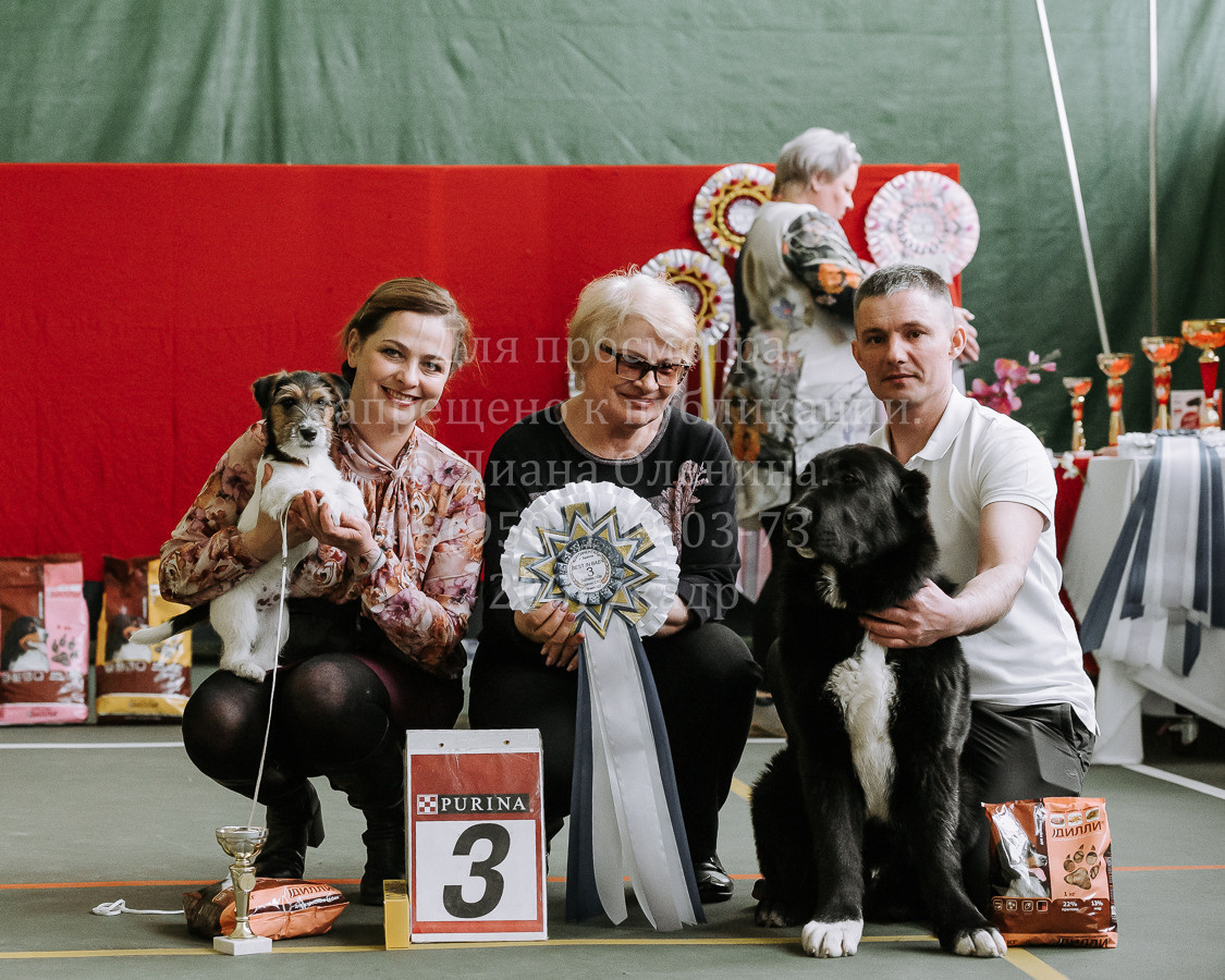 26.03.2022 Выставка собак г. Братск Континенталь. Фотограф Диана Оленина Красноярск / Братск