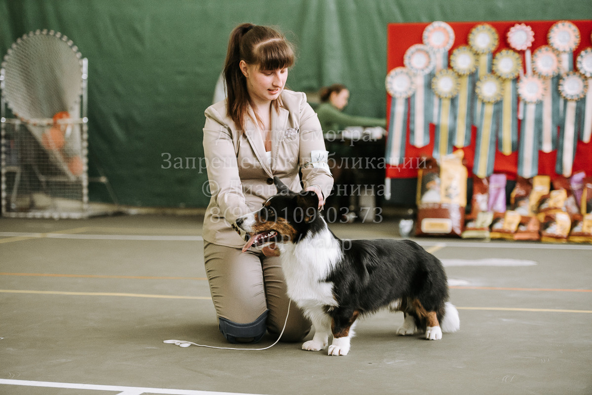 26.03.2022 Выставка собак г. Братск Континенталь. Фотограф Диана Оленина Красноярск / Братск