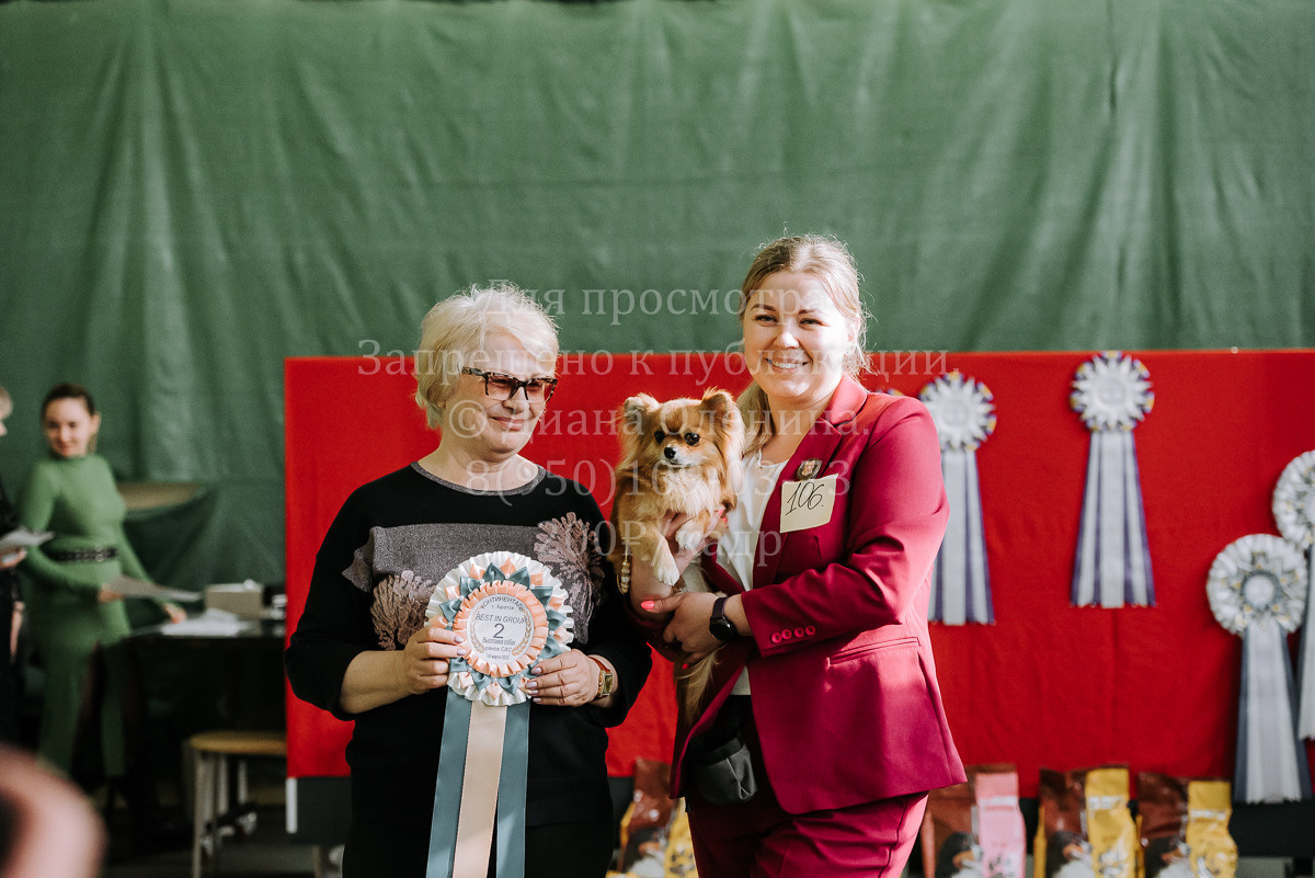 26.03.2022 Выставка собак г. Братск Континенталь. Фотограф Диана Оленина Красноярск / Братск