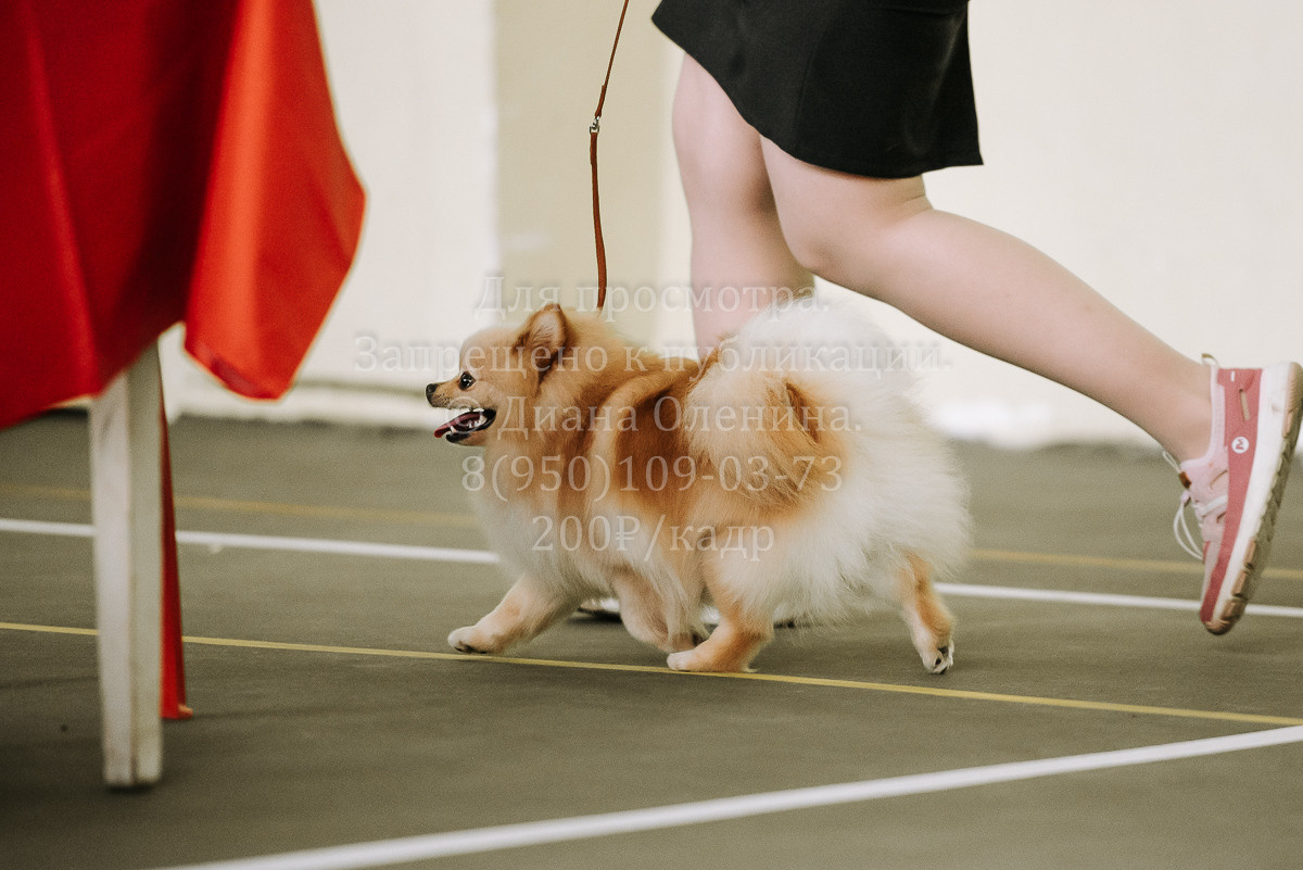 26.03.2022 Выставка собак г. Братск Континенталь. Фотограф Диана Оленина Красноярск / Братск