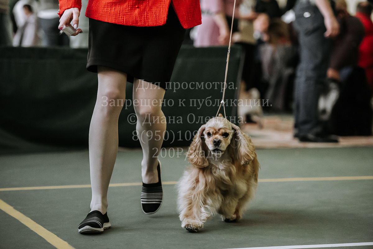 26.03.2022 Выставка собак г. Братск Континенталь. Фотограф Диана Оленина Красноярск / Братск
