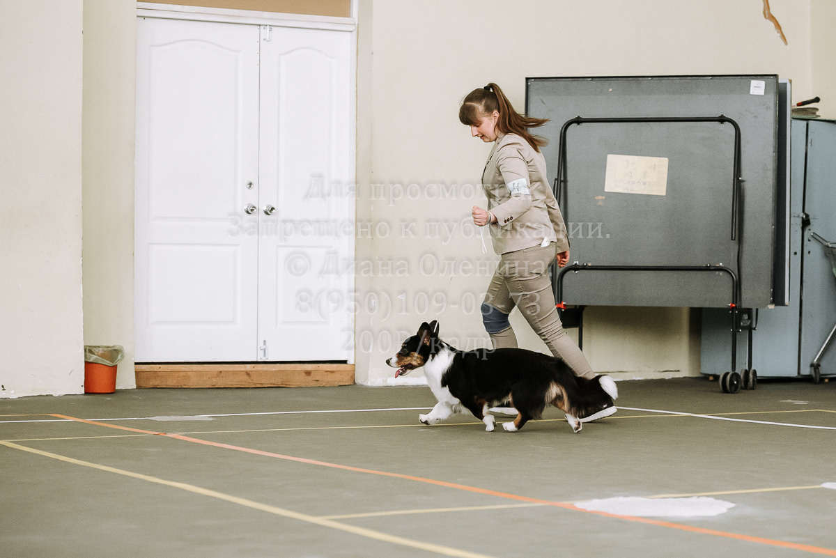 26.03.2022 Выставка собак г. Братск Континенталь. Фотограф Диана Оленина Красноярск / Братск