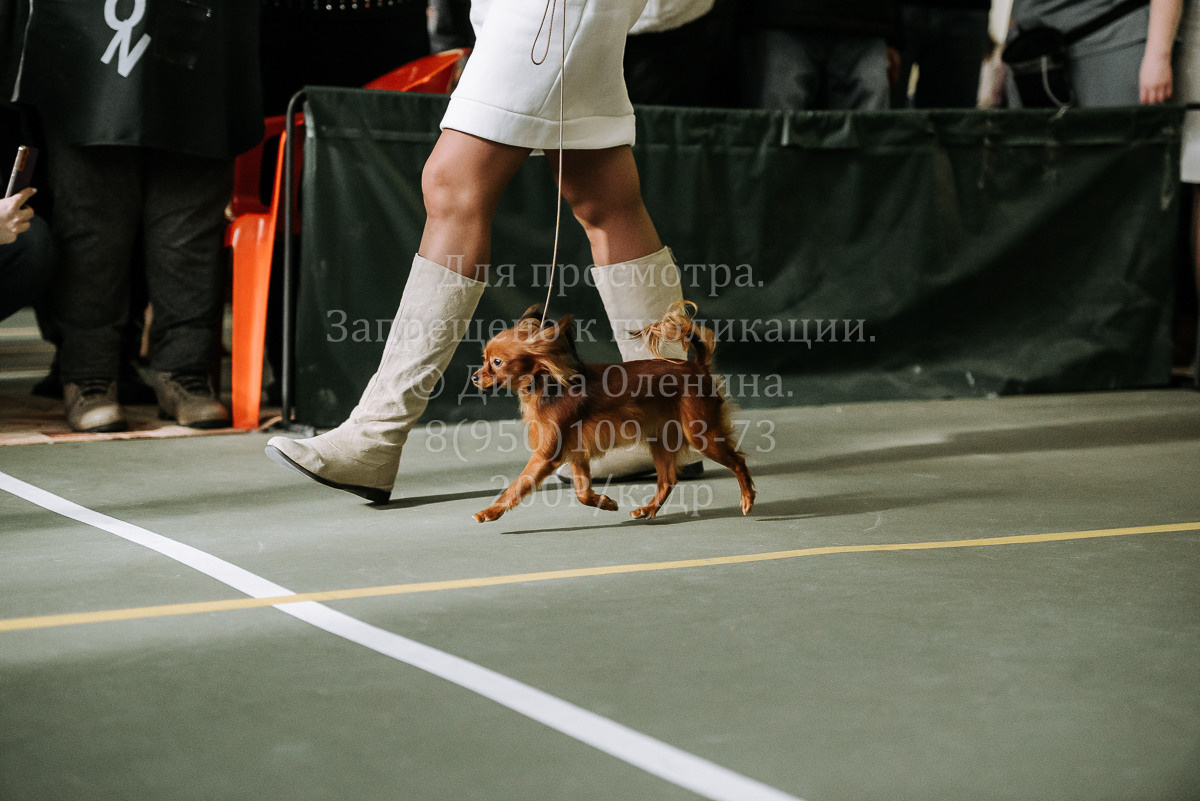 26.03.2022 Выставка собак г. Братск Континенталь. Фотограф Диана Оленина Красноярск / Братск