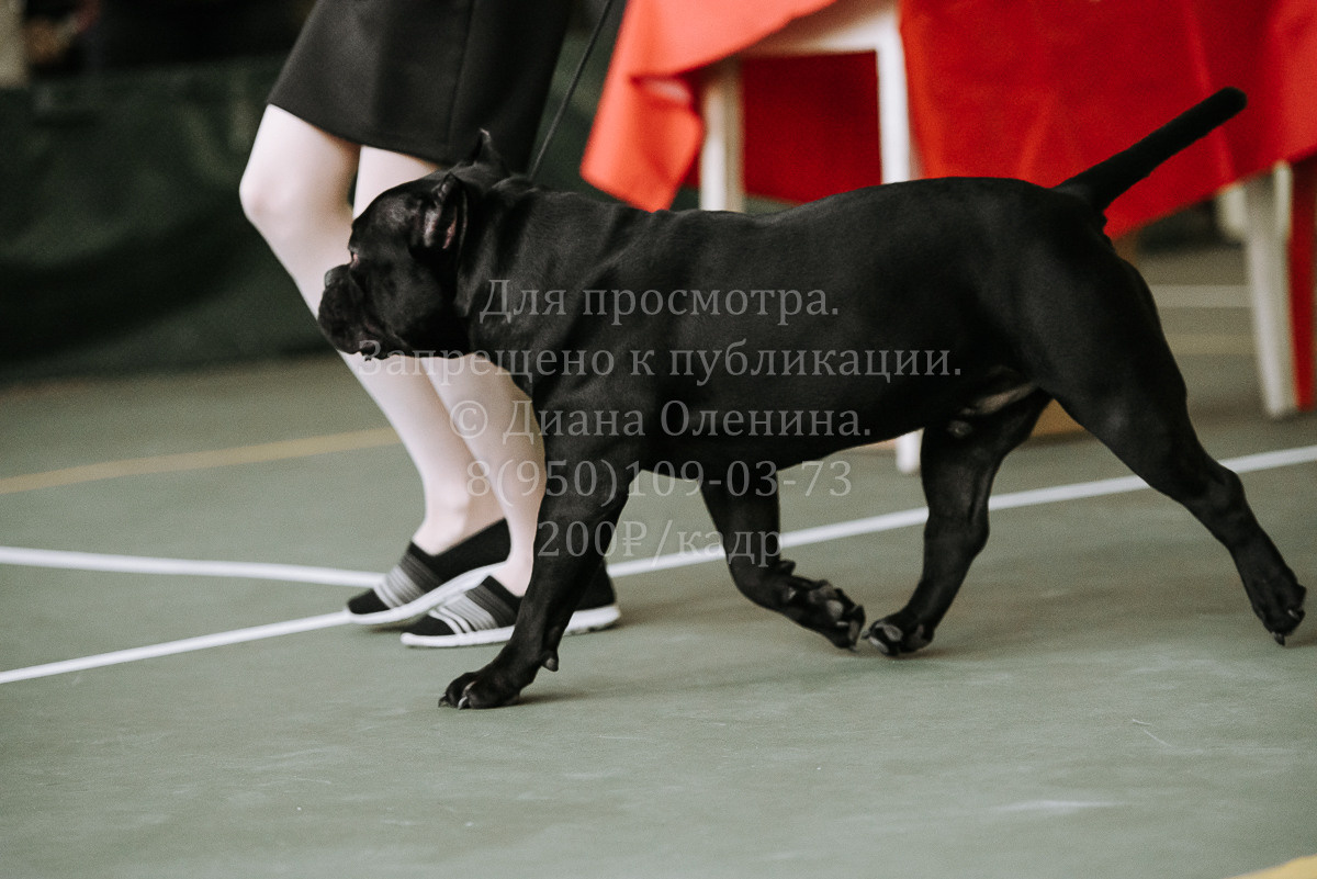 26.03.2022 Выставка собак г. Братск Континенталь. Фотограф Диана Оленина Красноярск / Братск