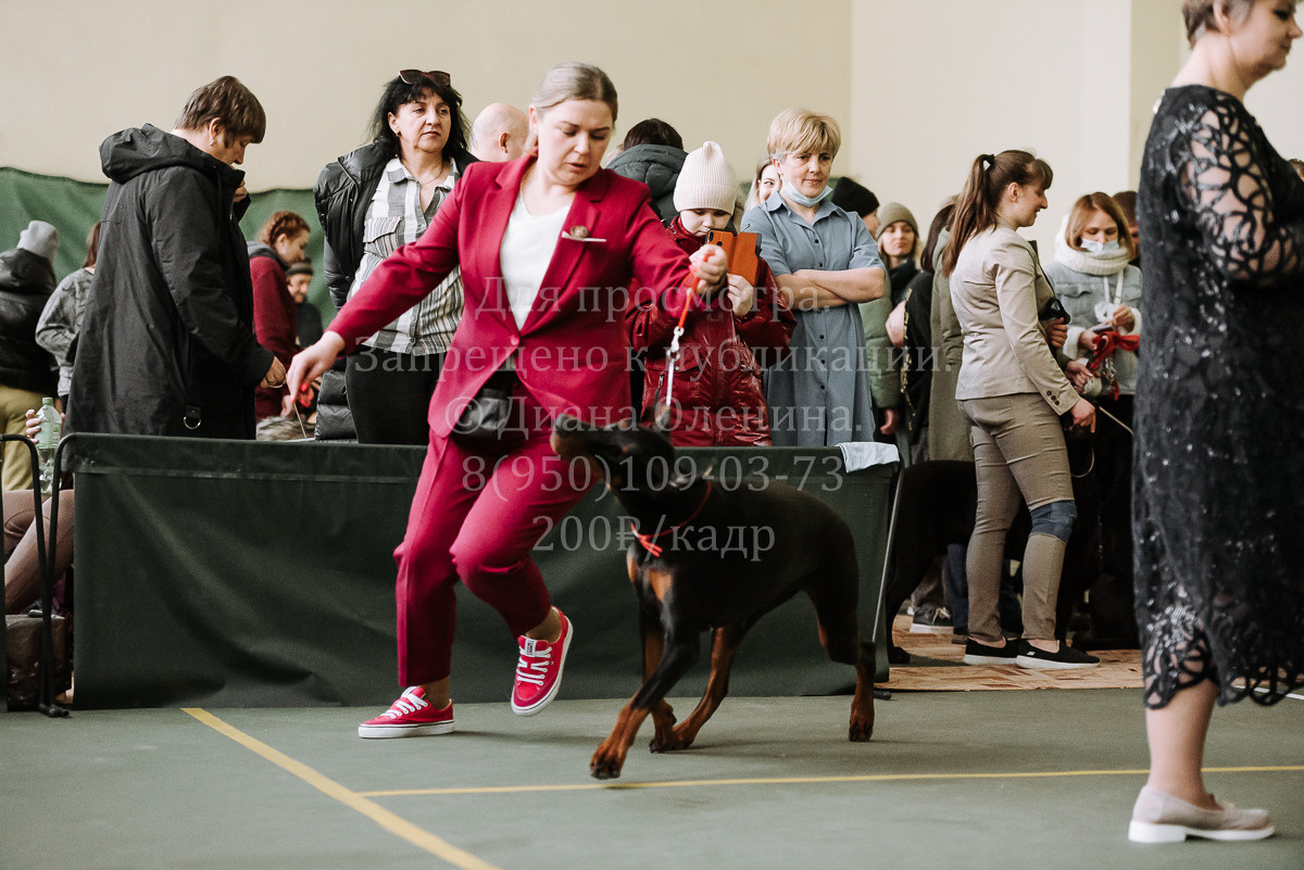 26.03.2022 Выставка собак г. Братск Континенталь. Фотограф Диана Оленина Красноярск / Братск