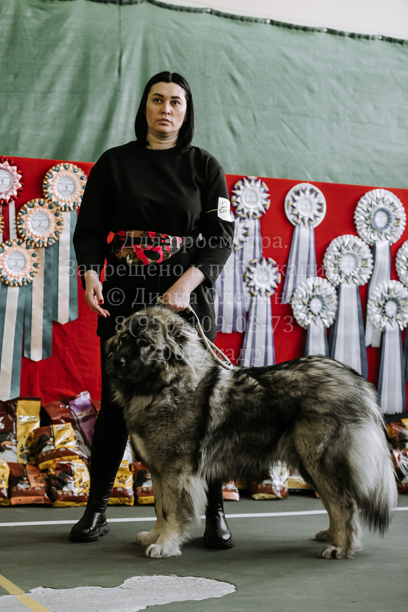 26.03.2022 Выставка собак г. Братск Континенталь. Фотограф Диана Оленина Красноярск / Братск